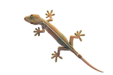 White line gecko closeup face on white background, white line gecko lizard closeup