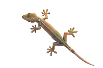 White line gecko closeup face on white background, white line gecko lizard closeup
