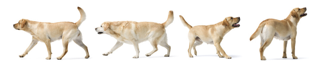 Collage with photos of Dogs Labrador Retriever on white background.