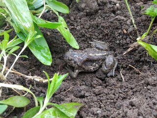 frog, green, vegetable garden, summer
