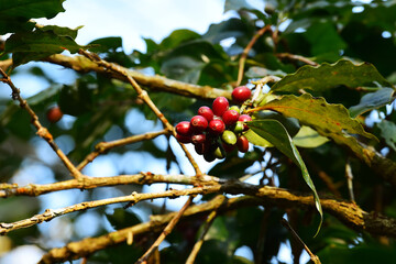 Coffee beans ripening on a tree                   