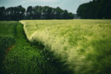 Naklejka premium green barley field
