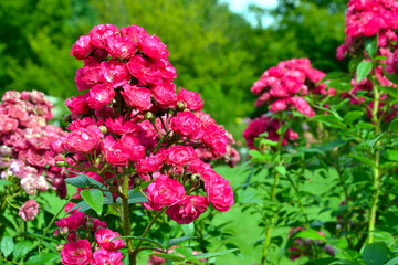 Rosa moschata, the musk rose; Dinky (Velheav). Pink rose blooming, rose flowers
