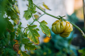 Tomaten wachsen im Schrebergarten, Selbstversorger baut sein eigenes Gemüse an