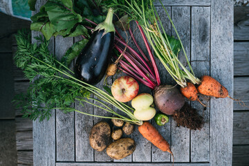 frisches geerntetes Obst und Gemüse aus dem Schrebergarten, Selbstversorger und Anbau frische Ernte