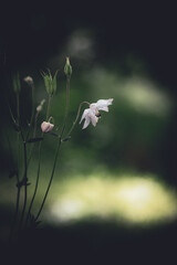 Blüten 
