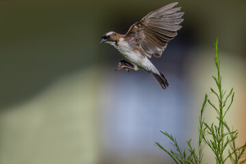 White-browed sparrow-weaver (Plocepasser mahali), Mpala Research Center, Laikipia, Kenya