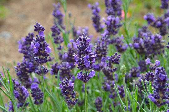 Close up of violet flowers Lavandula angustifolia (true lavender or English lavender, garden, narrow-leaved lavender). Lavender inflorescence on green blurred background.