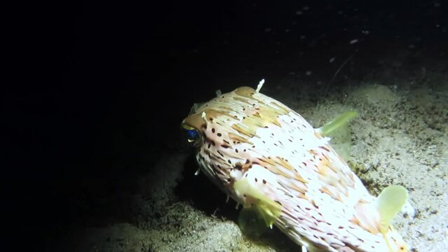 Porcupinefish