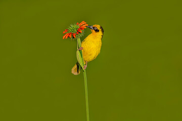 Spectacled weaver bird (Ploceus ocularis) on flower in Africa -Kenya