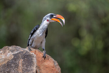 Fototapeta premium Yellow-billed Eagle, Kruger National Park, South Africa, Africa (Tockus leucomelas), hornbill