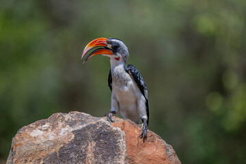Obraz premium Yellow-billed Eagle, Kruger National Park, South Africa, Africa (Tockus leucomelas), hornbill