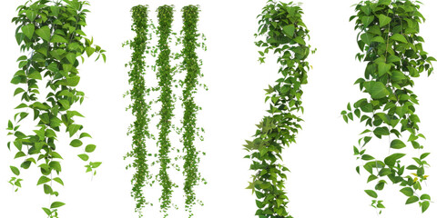 A set of green ivy and vine plants hanging down in various arrangements. The foliage is dense and vibrant, perfect for decorative purposes in gardening, interior design