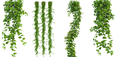 A set of green ivy and vine plants hanging down in various arrangements. The foliage is dense and vibrant, perfect for decorative purposes in gardening, interior design