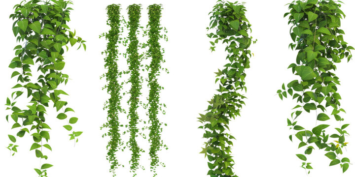 A set of green ivy and vine plants hanging down in various arrangements. The foliage is dense and vibrant, perfect for decorative purposes in gardening, interior design
