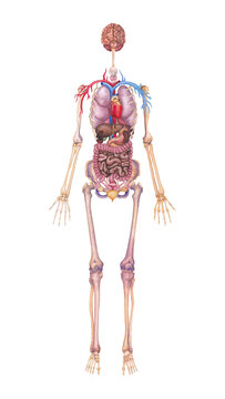 Detailed watercolor illustration of a female human internal organs, skeletal and cardiovascular system