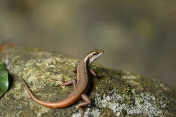 lizard - skink on a rock