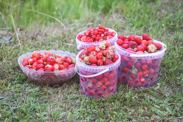 Fresh ripe organic strawberry. Freshly picked red berries. Healthy food.