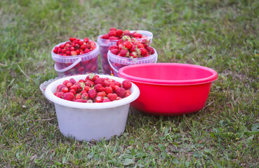Fresh ripe organic strawberry. Freshly picked red berries. Healthy food.
