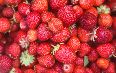 Fresh ripe organic strawberry. Freshly picked red berries. Healthy food.