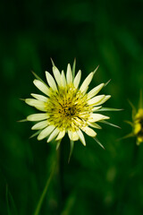 Yellow flower in the grass in the spring. High quality photo