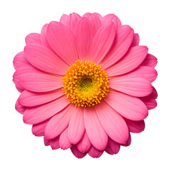 pink flower isolated on transparent background, extracted, png file