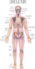 Detailed watercolor illustration of a male human body anatomy showcases skeletal structure