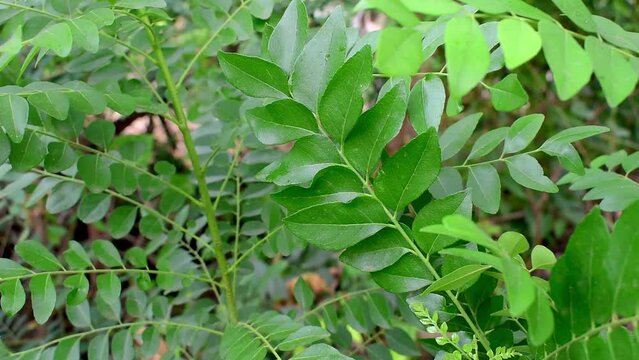 Fresh organic curry leaves ( Murraya koenigii ) in garden background