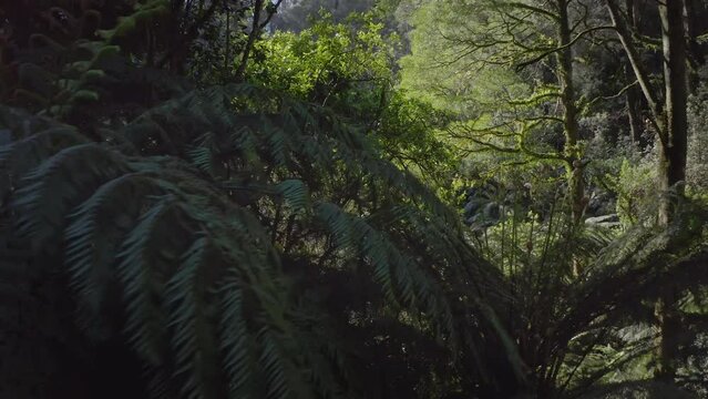 Wildlife nature and exotic fresh vegetation of native Australia forest