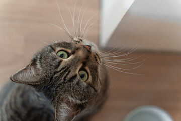 Domestic tabby cat approaches a bowl of food, bright sunlight falls on the floor and on the cat....