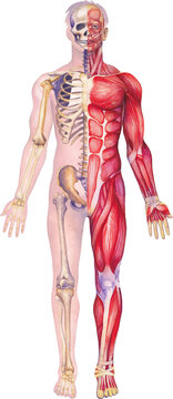 human anatomy: skeleton and muscles detailed clip art preview