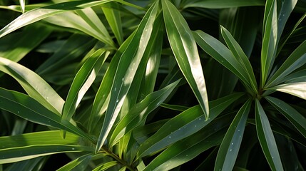 Close-up view of the shiny, leathery leaves of an oleander, their durability highlighted in sunlight, representing beauty and caution (due to toxicity).