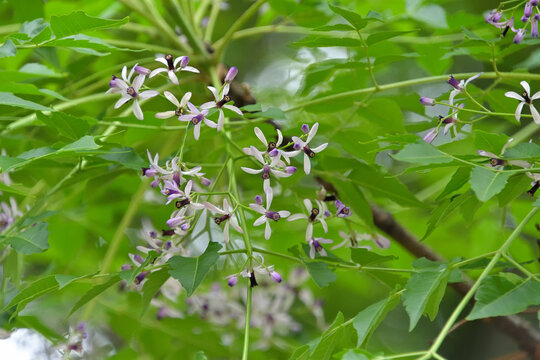 プロペラのような形をしたセンダンの花