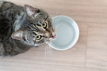 Domestic tabby cat approaches a bowl of food, bright sunlight falls on the floor and on the cat....