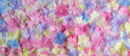 Bright natural floral background in pink and blue pastel colors. texture of hydrangea flowers in nature close-up. Blur and selective focus