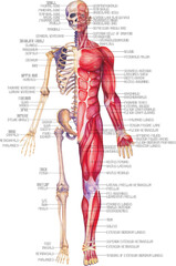 Detailed watercolor illustration of a male human anatomy showing skeletal and muscular systems.