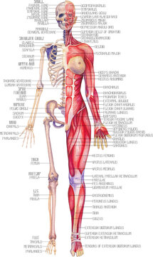 Detailed watercolor illustration of a female human anatomy showing skeletal and muscular systems.