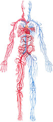 Illustration showing human circulatory system with red arteries and blue veins