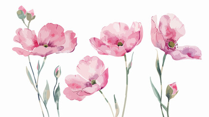 Watercolor pink flowers. Floral illustration isolated