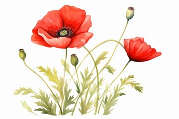 Obraz premium A water color of a poppy, with vibrant red petals, blooming in a wild meadow, Clipart isolated on white