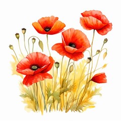 Naklejka premium Set of water color of a poppy, with fiery red petals, growing wild in a field, under a golden sunset, Clipart isolated on white