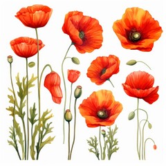 Set of water color of a poppy, with fiery red petals, growing wild in a field, under a golden sunset, Clipart isolated on white