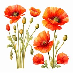 Obraz premium Set of water color of a poppy, with fiery red petals, growing wild in a field, under a golden sunset, Clipart isolated on white