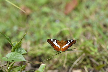 Moduza procris, the commander, sometimes included in the genus Limenitis, is a medium-sized,...