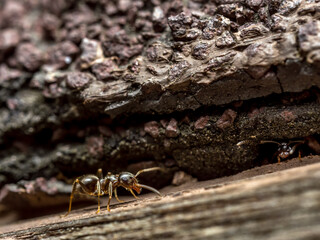 Brown ant going up the wooden surface