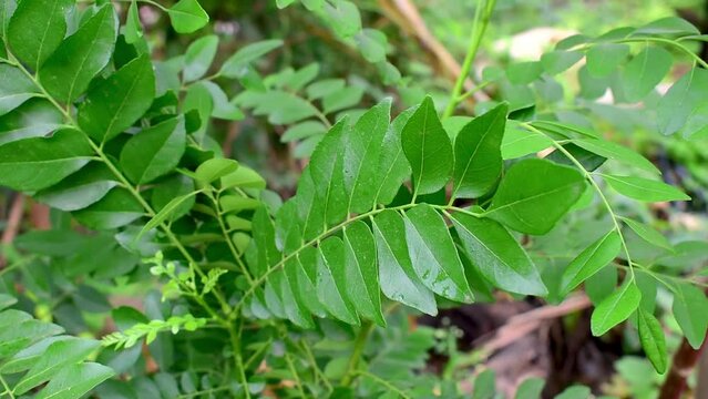 Fresh organic curry leaves ( Murraya koenigii ) in garden background