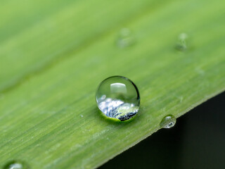 Morning dew droplet on green leaf