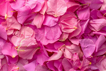 Vibrant Pink Bougainvillea Petals Close-Up Texture