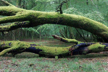 A fallen tree in the New Forest, Hampshire, UK with two main black trunks but covered in moss with dense woodland in the background
