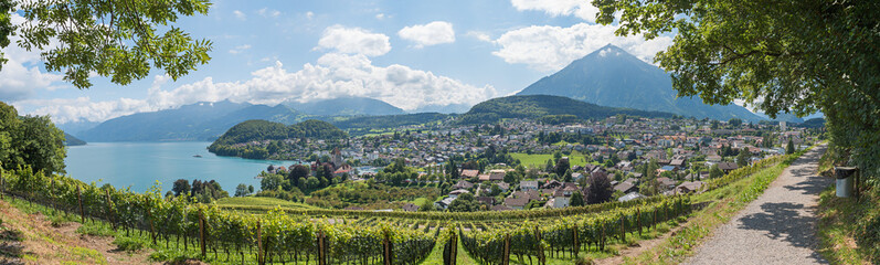 view from Rebberg hill over vineyard and tourist resort Spiez to Niesen mountain and lake Thunersee